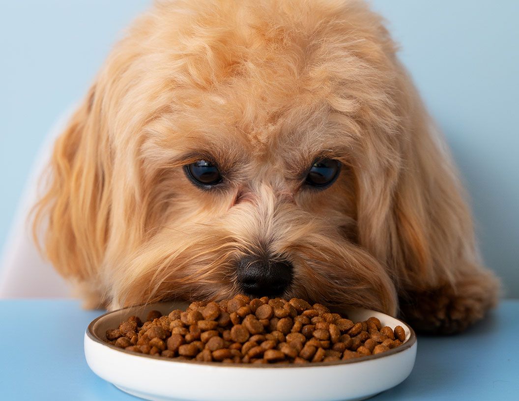 Blog post image: The Impact Your Pets Diet Has on Their Shedding